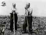 Two elderly men resting on hoes in field of young corn