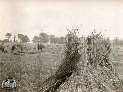 Threshing scene - stocking grain