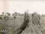 Threshing scene - stocking grain