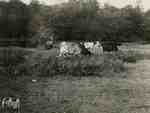 Cows in field