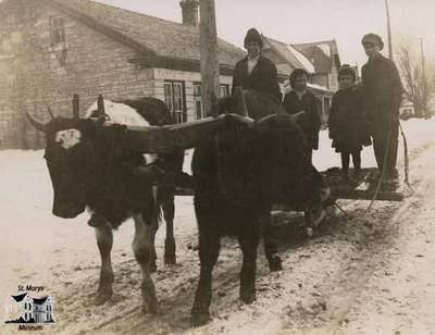 Chris Schuerman's boys and Wilbert White with oxen on Water Street South