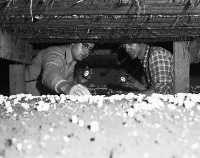 Unidentified Men Looking at Mushrooms, Cooksville, ON