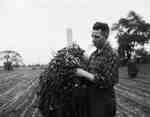 Unidentified Man Inspecting a Peanut Plant, Tillsonburg, ON