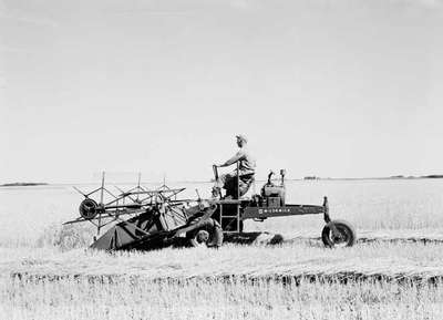 Windrowing, Saskatoon, SK