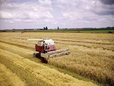 Combine Harvesting, Wallaceburg, ON