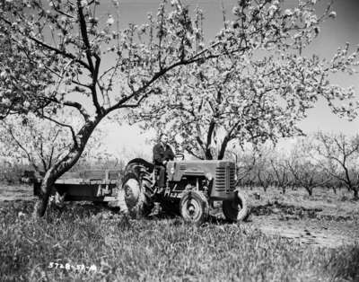 Fruit trees, St. Catharines, Ontario.