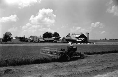 Windrowing in Tavistock, Ontario.