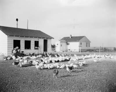 Chickens at the Lawrence Brothers farm, Melfort, Saskatchewan