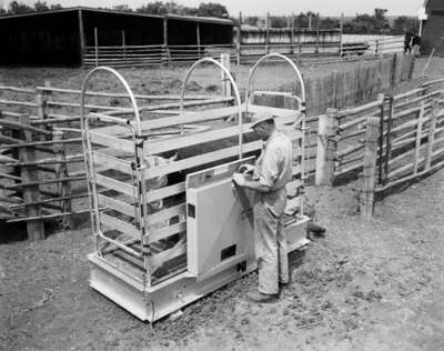 Weighing cattle at Fred Prentiss & Sons, Assiniboia, Saskatchewan