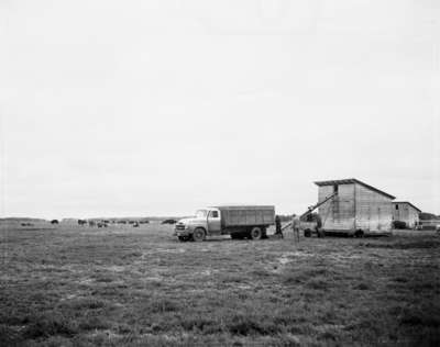 Grain storage and cattle feeding at the Mel Ballhorn Ranch, Notikewin, Alberta.