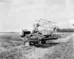 Windrowing with an IHC Self-propelled windrower, model 165, in St. Catharines, Ontario.
