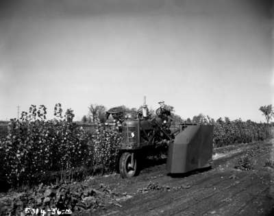 Using an IHC Farmall 400 Tractor at the Kingsway-Brookdale Nurseries, Bowmanville, Ontario.