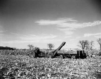 Harvesting corn with an IHC Farmall C Tractor, fitted with an IHC McCormick IPR Corn picker.