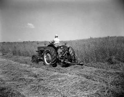 Mowing with an IHC McCormick B250 tractor and a 7' 3 point hitch mower.