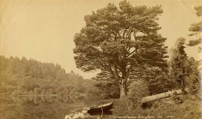 On Inchconnachan, Loch Lomond