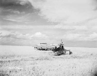 Windrowing on an IHC McCormick 161 self-propelled windrower, in Regina, Saskatchewan.