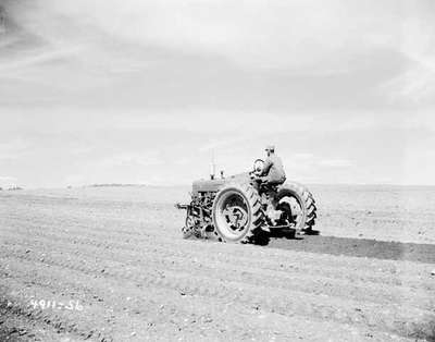 Potato planting in Prince Edward Island with an IHC Farmall 100 tractor and a front mounted cultivator.