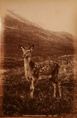 &quot;A Native of Glen Etive&quot;, Argyleshire