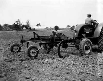 Cultivating using #7 rod weeders.