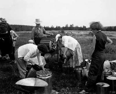 Cleaning and pailing blueberries in Amherst, Nova Scotia.