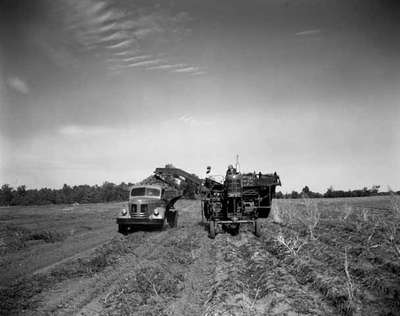 Harvesting potatoes with an IHC Farmall Super M tractor and and IHC potato digger, in Milgrove, Ontario.