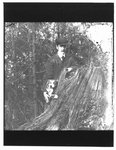 Portrait of John Connon, as a young man, with a dog, by a tree stump.