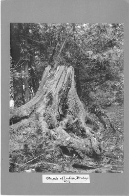 The stump of the tree used for the &quot;Indian Bridge&quot;, Elora.