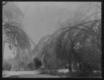 Winter scene, ice covered trees, some with broken branches.