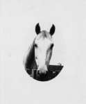 Photograph of horse's head.