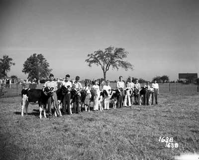 Junior Farmers Cattle Showing, Binbrook, ON