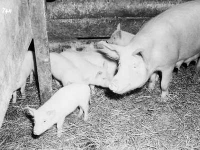 A Sow and Her Piglets