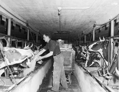 Unidentified Man Feeding Cattle in a Barn