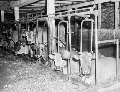 Cattle / Stanchion Stalls