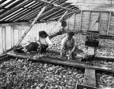 Unidentified Workers in a Tobacco Greenhouse, Simcoe, ON