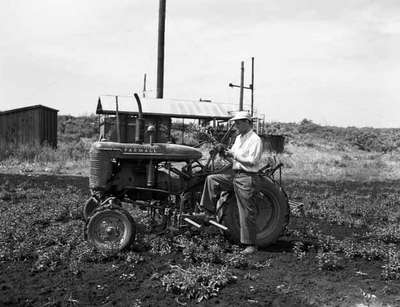 Unidentified Man Standing Next to Tractor in a Peppermint Field