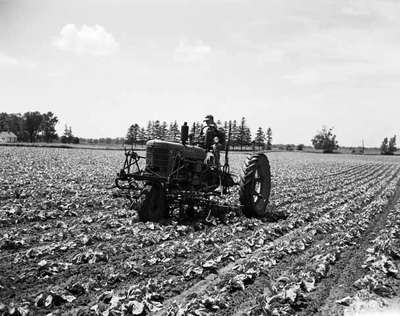 Cultivating a Corn Field