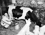 Unidentified Man Milking a Holstein Cow with a Machine, Brant County, ON