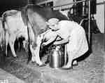 Milk Maid Milking a Cow