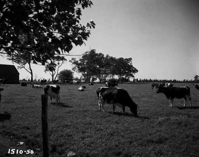 Cattle Grazing