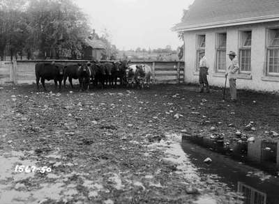 Two Men Standing with Cattle in Stockyard