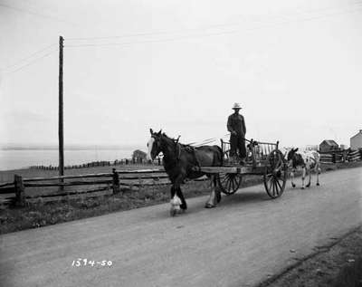 Horse Pulling Man and Calf in a Cart with a Cow Following Behind