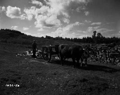 Man Loading Wood into Oxen Harnessed Wagon, New Germany, NS