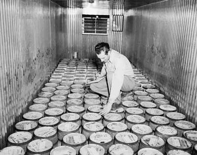 Unidentified Man Checking Fruit Barrels, Vineland, ON