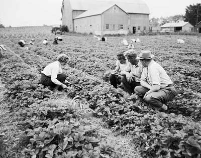 Picking Strawberries, Waterdown, ON