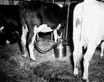 Cow Being Milked with a Milking Machine