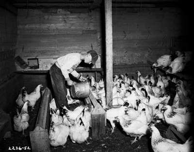 Young Adult Male Feeding Chickens in a Poultry House