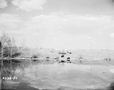 Cattle Grazing by Water