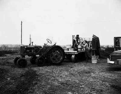 Unidentified Men Filling Potato Baskets