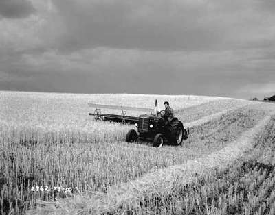 Windrowing, Brandon, MB