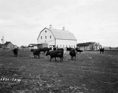 Cattle Outside of a Barn